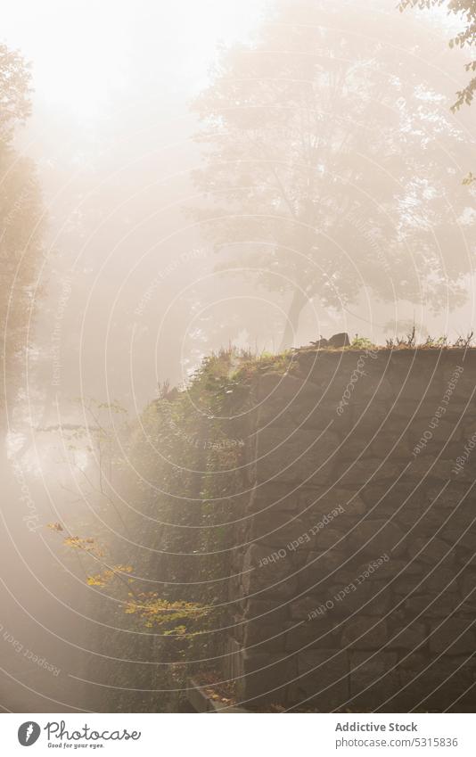 Gloomy scenery of foggy autumn park in cool morning mist fence tree gloomy bush street solitude climbing stone nature plant floral haze mystery tranquil silent