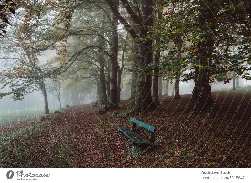 Empty wooden benches in misty autumn park footpath fog leaf tree alley solitude nature tranquil peaceful haze plant walkway dry foggy scenic foliage mystery