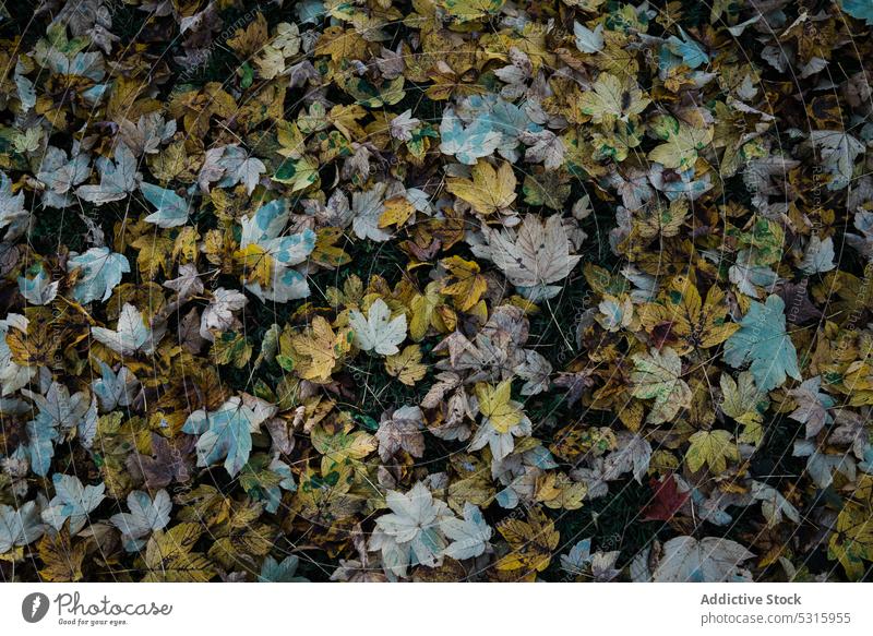 Autumn leaves lying on ground autumn grass dry forest season fall nature foliage beautiful plant flora garden park element detail pattern ornament delicate