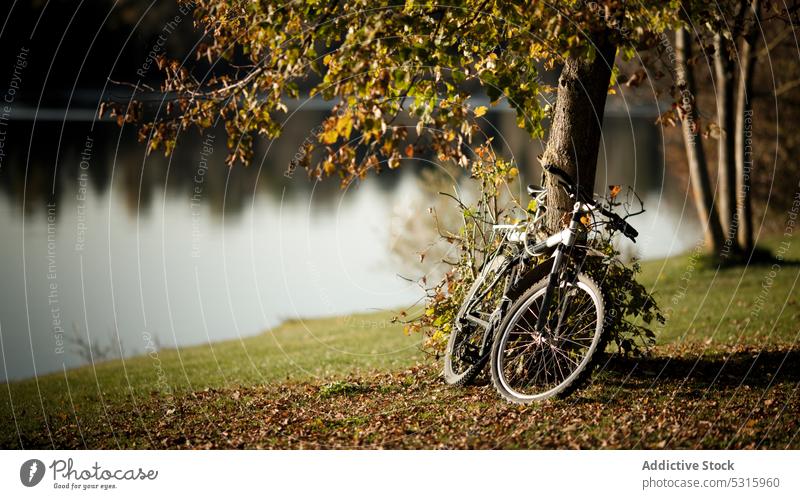Bike by tree on lake shore in autumn park bike water bicycle coast river vehicle tranquil grass parked calm fresh peaceful leaf freedom quiet idyllic transport