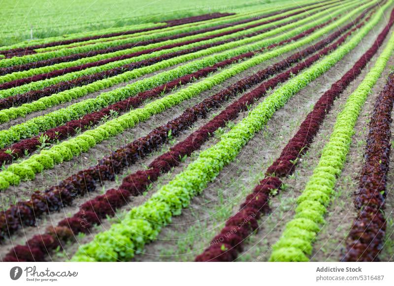 Rows of plants on farm field growth rows straight agriculture nature rural green purple wet dirt soil organic environment season cultivated vegetation