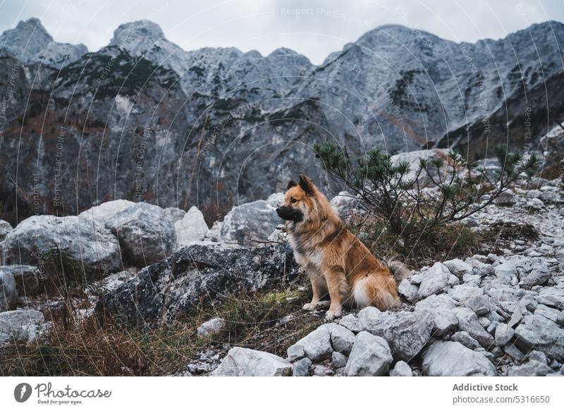 Furry dog sitting near rock countryside path elo looking away mountain slope animal pet canine nature rural stones cute mammal domestic furry fluffy obedient