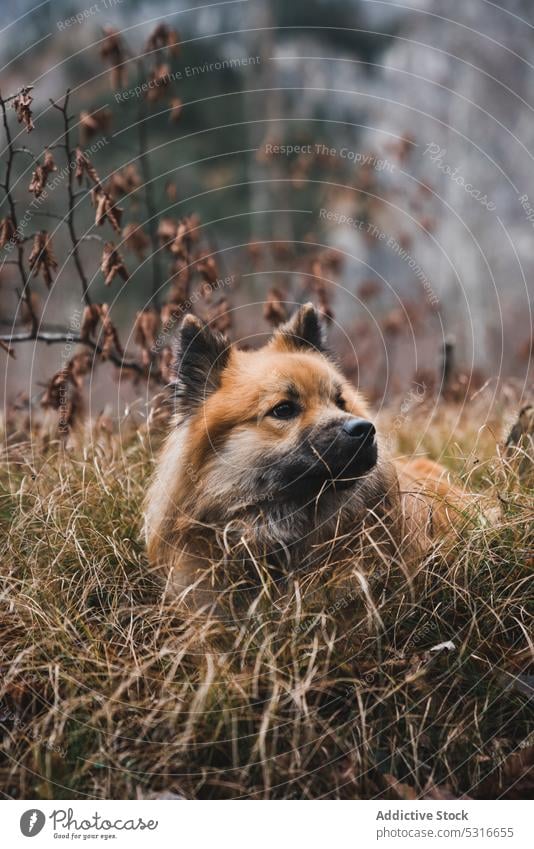Funny dog in autumn forest sitting countryside elo looking away animal pet canine nature rural season fall log cute mammal domestic furry fluffy obedient loyal