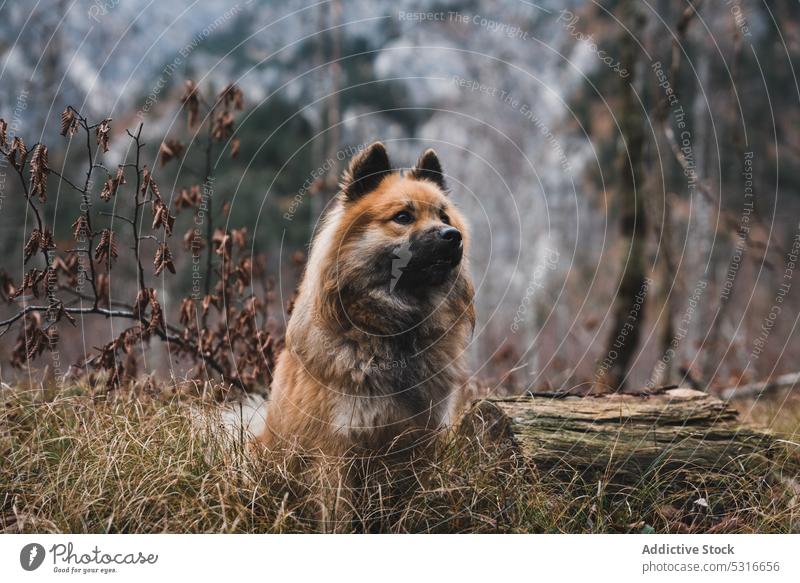 Funny dog in autumn forest sitting countryside elo looking away animal pet canine nature rural season fall log cute mammal domestic furry fluffy obedient loyal