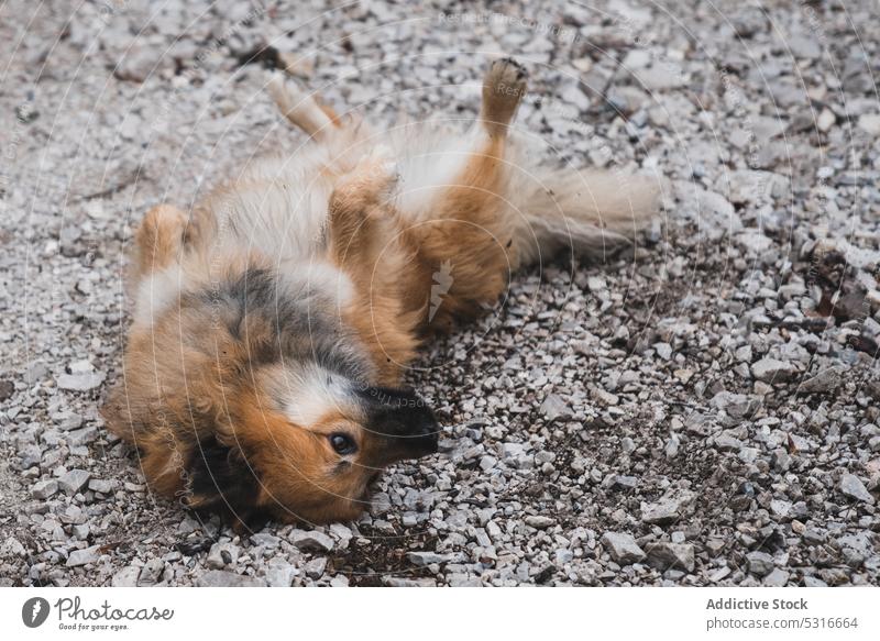 Funny dog lying on stones countryside path elo animal pet canine nature rural cute mammal domestic playful furry fluffy obedient loyal purebred pedigree sweet