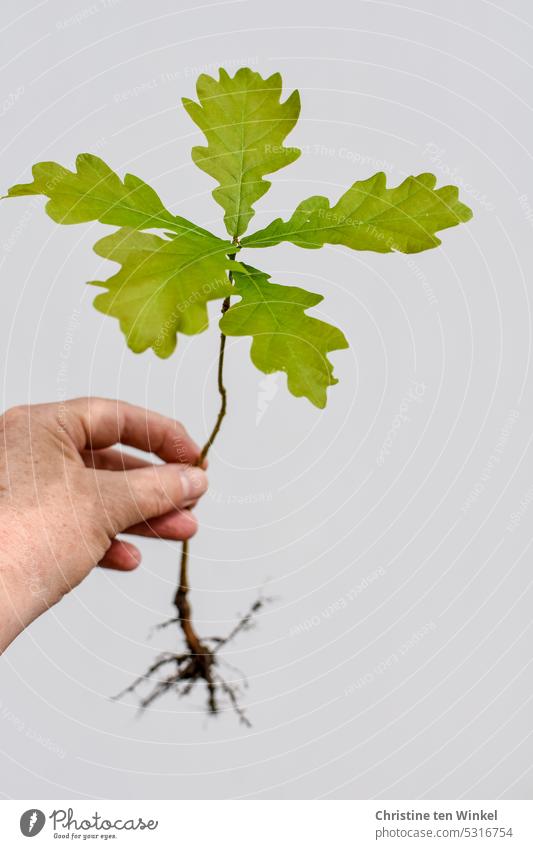 Sapling of English oak Oak tree Seedling young tree Tree Plant Nature Green leaves Hand To hold on naturally Environment Growth Oak leaf oak leaves roots Small
