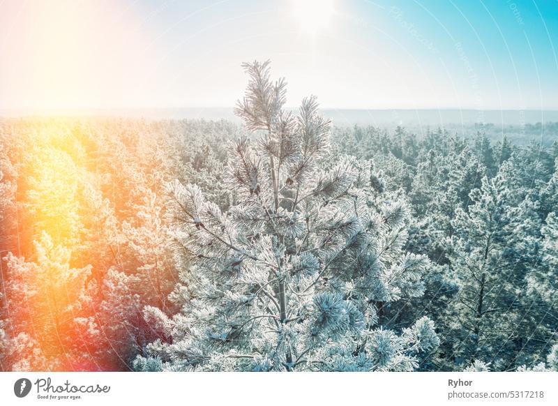 Aerial view of sunset sunrise sun sunshine in sunny winter snowy coniferous forest. Drone view of european woods at wintertime. Sunlight through woods in winter forest landscape. Flare light effect