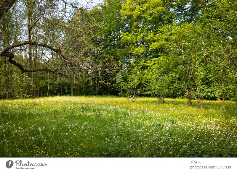a meadow in the Botanical Garden Berlin Botanical gardens Spring Meadow Green Plant Nature Botany Environment Colour photo Deserted Day Foliage plant