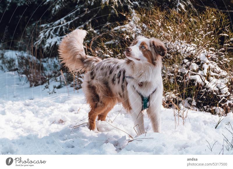 Young Australian Shepherd in the snow Dog Nature young dog Forest forests Snow Winter Landscape Pet herding dog Purebred dog Exterior shot Cute Observe