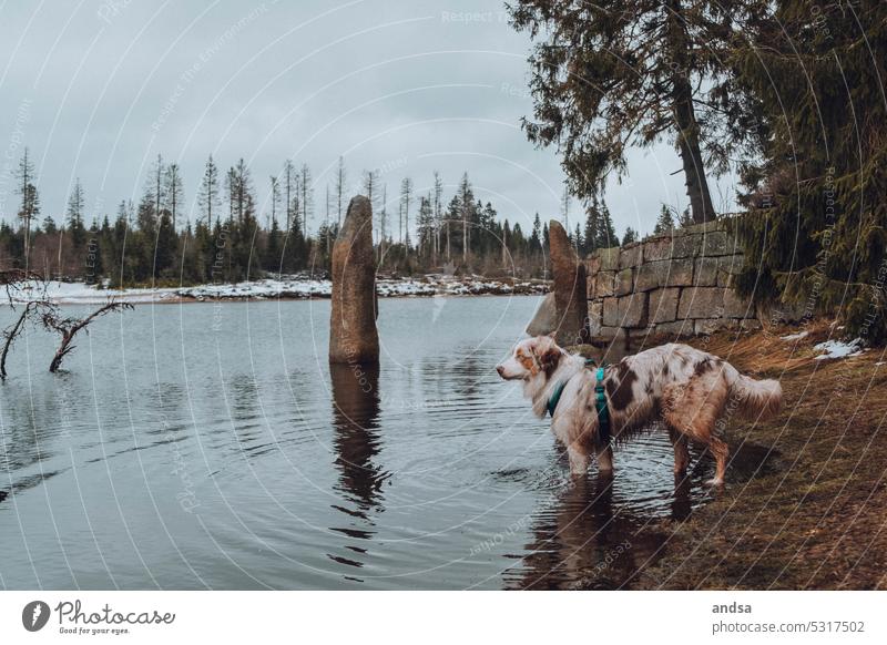 Australian Shepherd standing with paws in water in nature Dog Water Lake Nature Forest forests Snow Winter stake stakes Landscape Pet herding dog Purebred dog