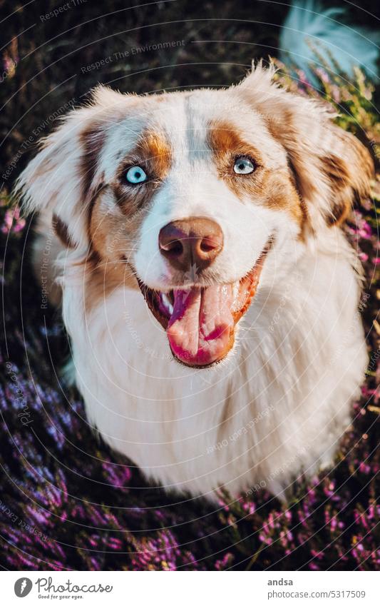 Animal portrait of a happy Australian Shepherd on the heath Puppy Heathland young dog Dog blue eyes red merle Pet Colour photo Purebred dog Blue Looking