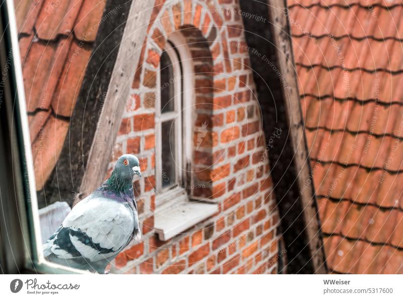 A dove looks in through the window, behind it the gables of a small Hanseatic town Skylight Window Above Flat (apartment) outlook Bird Pigeon Town Historic