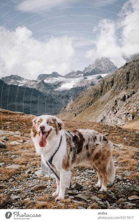 Animal portrait of Australian Shepherd in the mountains Dog Looking into the camera blue eyes red merle Pet Colour photo Mountain Purebred dog Blue Cute Observe