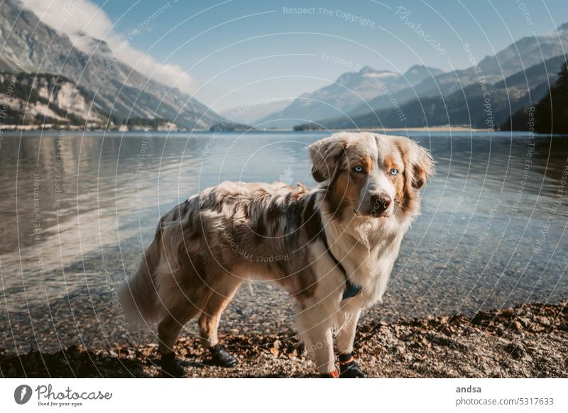 Animal portrait of Australian Shepherd in the mountains by the lake Lake Dog blue eyes red merle Pet Colour photo Mountain Purebred dog Blue Looking Cute