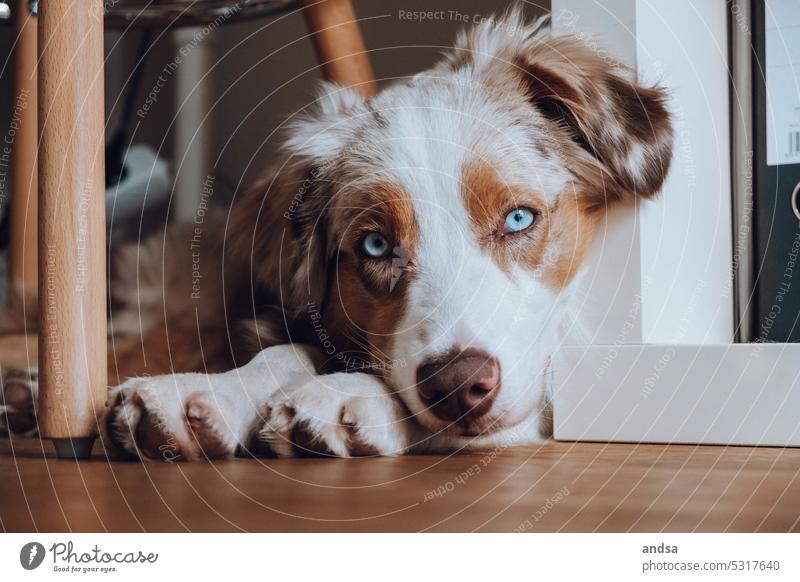 Animal portrait of Australian Shepherd puppy Puppy young dog Dog blue eyes red merle Pet Colour photo Purebred dog Blue Looking Curiosity Cute Love of animals