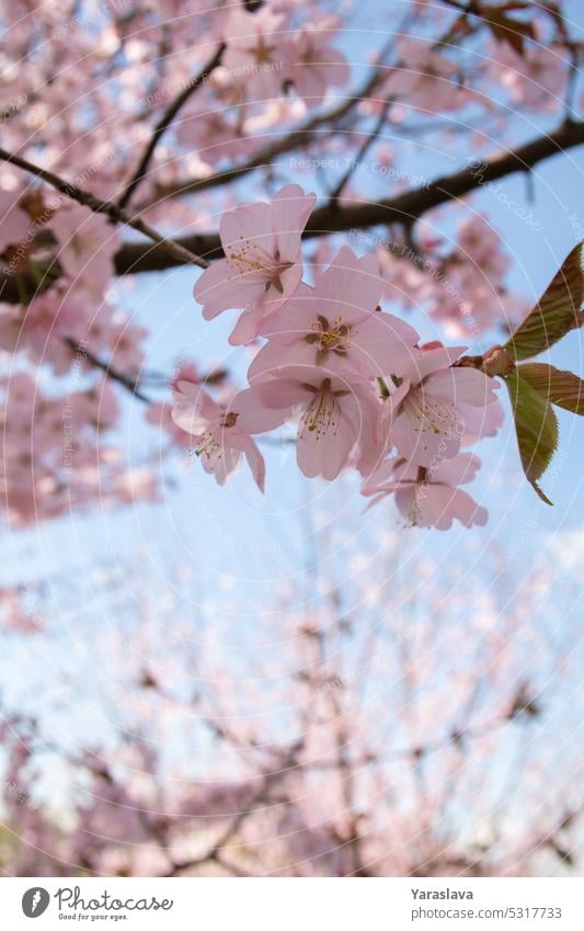 photo of a branch in single flowers on a blue background cherry blossom tree branch copy space blue sky bloom blooming white botanical sakura nature leaf floral