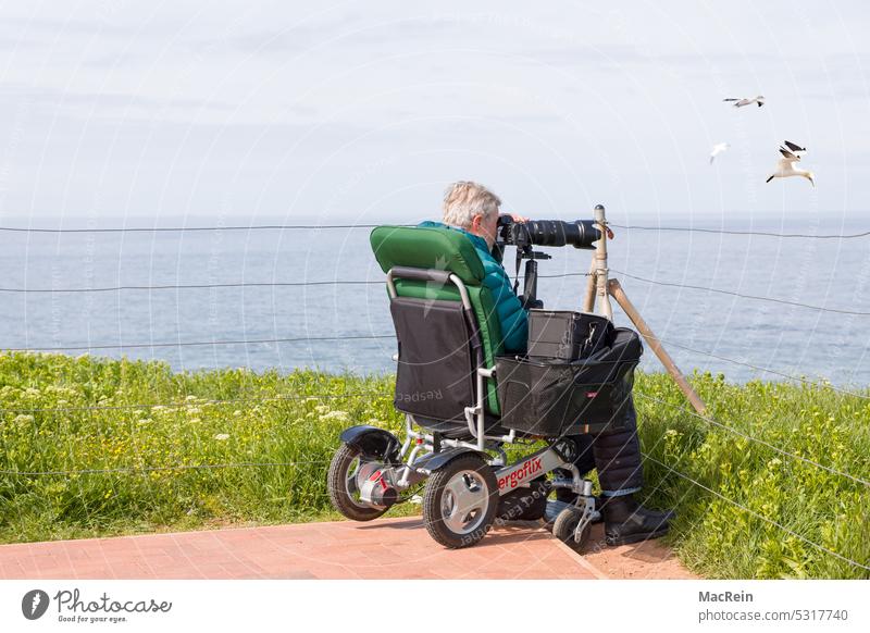 Disabled photographer on Helgoland looking for motive Northern gannet Flying Photographer camera handicapped Wheelchair Telephoto lens Island Helgoland