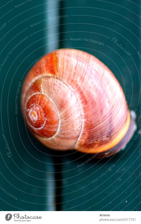 MainFux | mobile home Crumpet Snail shell Round Spiral Red Wooden wall Green Sticky Stuck Macro (Extreme close-up) Structures and shapes Pattern