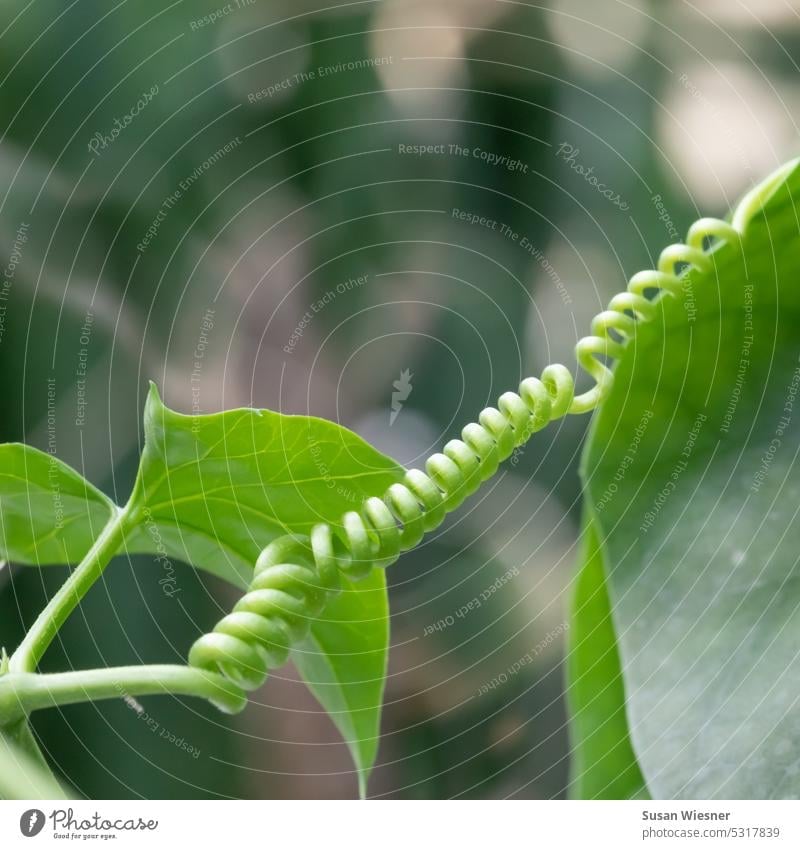 Leaf and tendril winding clockwise like a corkscrew Tendril Green Creeper Plant Corkscrew vine