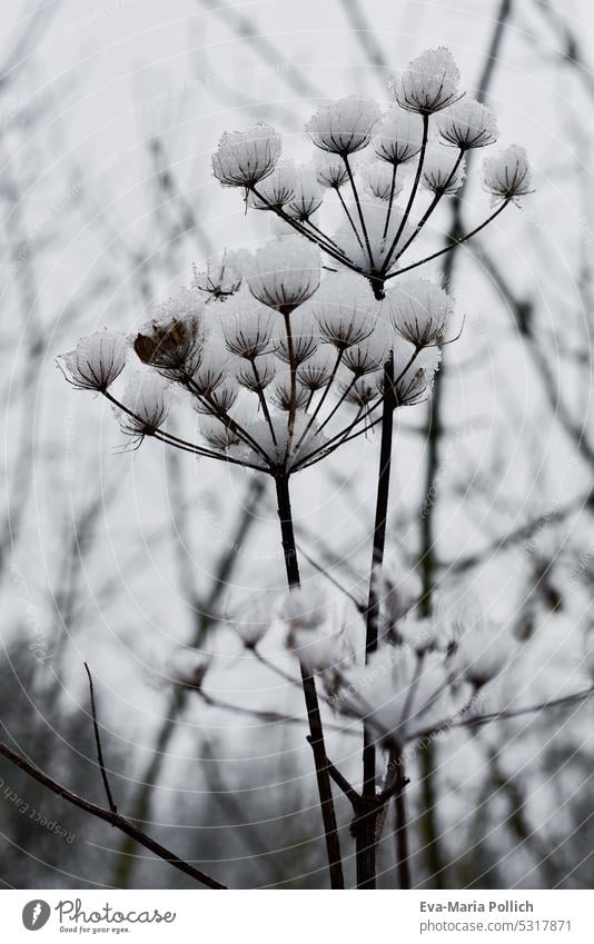 freshly fallen snow on a dried flower Winter Snow chill Dried flower Plant snowflakes winter Cold Wintertime Frost Snowflake Fallen Dark Flower plants