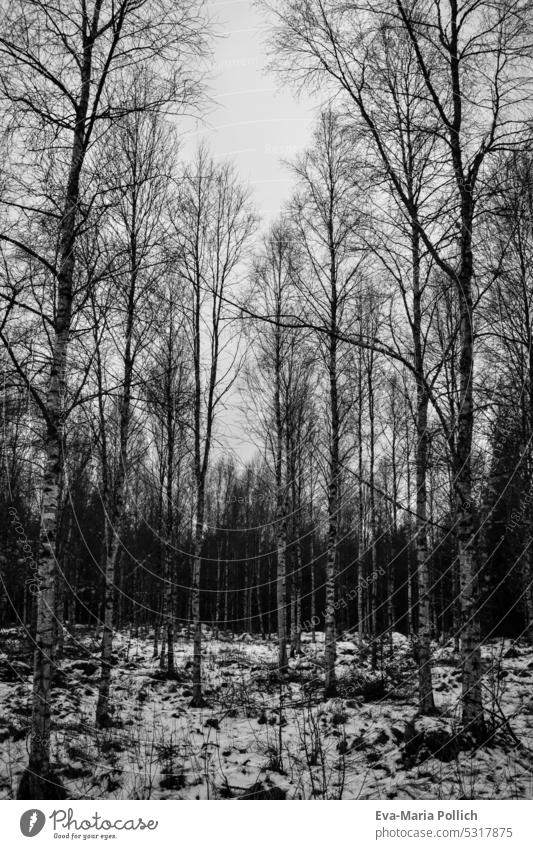 winter birch forest in black and white Nature Birch wood trees Deserted White Black & white photo Landscape Forest Tree Birch tree Wood birches Tree bark Growth