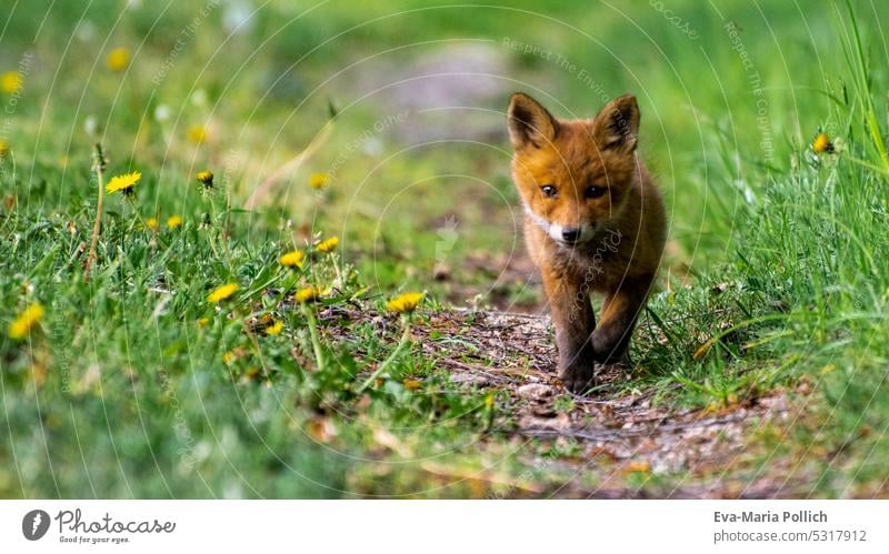 young red fox on forest path surrounded by green meadow and dandelion Fox wildlife Red fox Wild animal animals Animal younger animal children Animal child