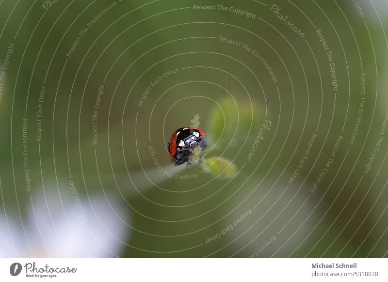 Ladybug has reached the top Ladybird Happy Good luck charm messenger of happiness fortunate symbol of luck Beetle black spots upstairs strive for the top