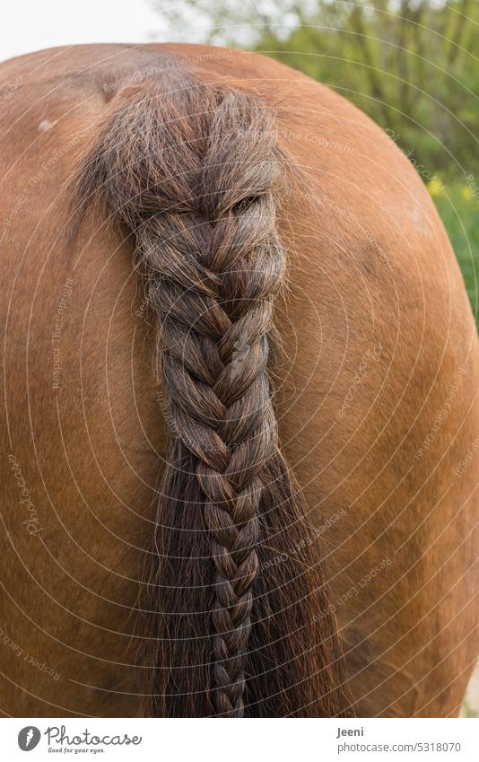 Ponytail Animal Horse Pelt Tails Close-up Stand Cable pattern Braids bottom muscle Brown hair horse's tail Farm animal Hair and hairstyles Hind quarters Mane