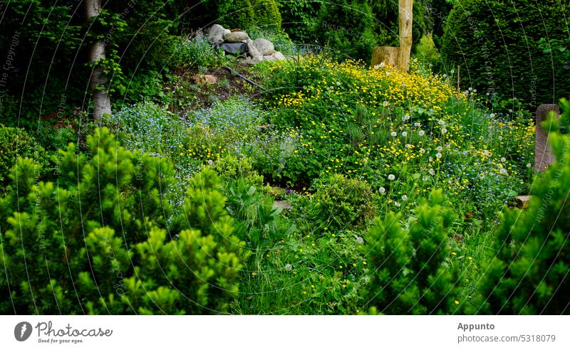 A beautiful overgrown garden (A little garden situated on a slope is overgrown with flowering wild plants such as blue forget-me-nots, yellow buttercups and dandelions).