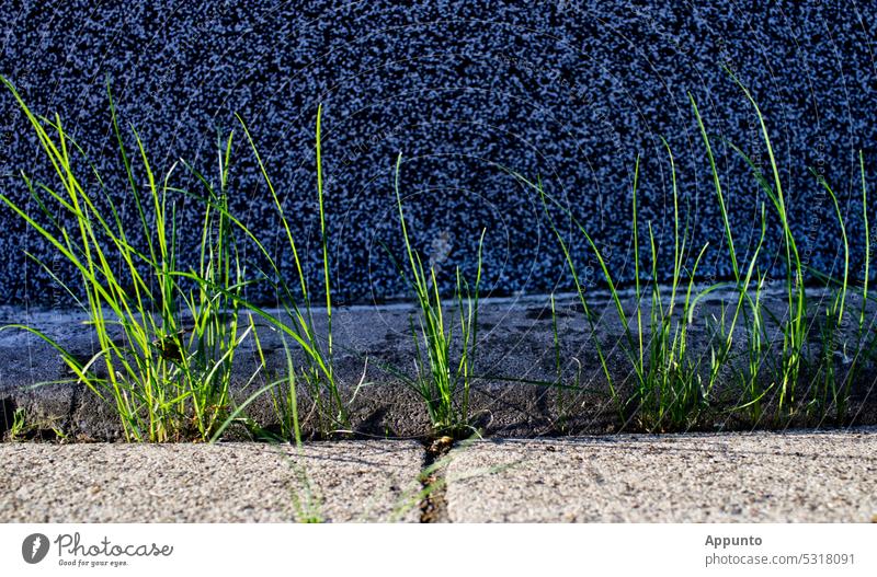 Tufts of grass shining yellow-green in the sun grow in the gutter at the side of the road along a blue-gray wall blades of grass Tuft of grass yellow green