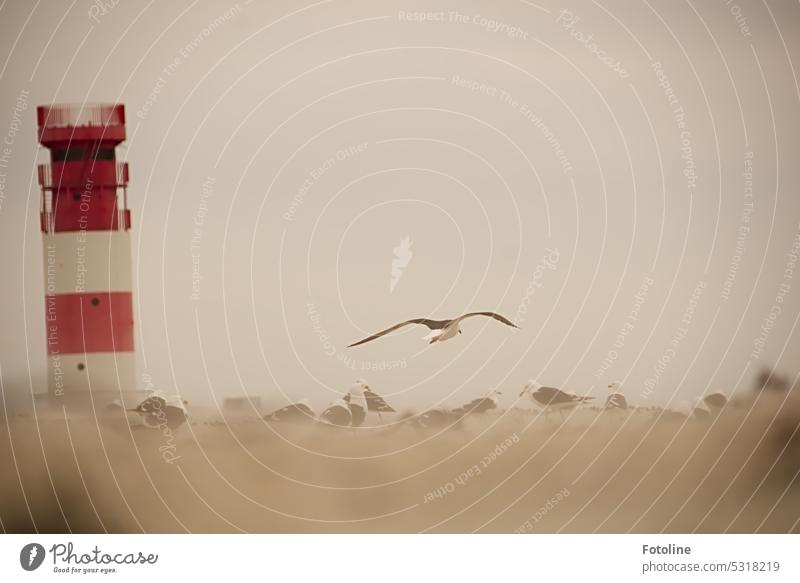A seagull on approach to land on the dune of Helgoland. The wind drives the sand around. The other seagulls pull in their heads. It is already a little uncomfortable. The lighthouse rises in red and white from the gray.