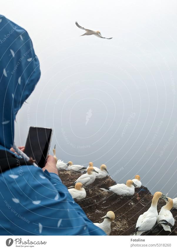 My sister is standing at the bird cliff on Helgoland and taking pictures of the breeding and flying gannets with her cell phone. She protects herself from wind and weather with a light blue rain jacket printed with white umbrellas.
