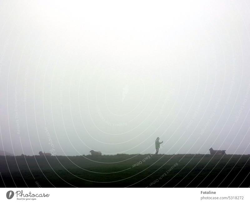 Today it is foggy on the upper land of Helgoland. Of the dike sheep and a tourist, who probably takes a picture of one of the sheep with his cell phone, only the outlines can be seen.