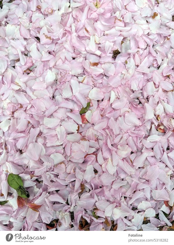 The whole floor in front of me was covered with pink petals. Like a carpet of flowers. Spring sea of blossoms Blossom leave Blossoming Pink Many naturally Plant