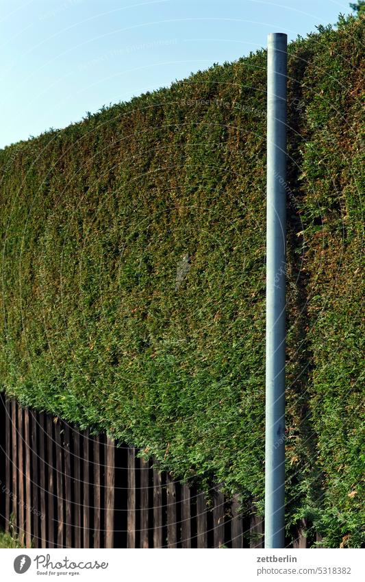 Hedge with stake 3 thuja opaque Screening sun protection wind deflector neighbourhood Garden allotment Garden plot hedge height Fence Wooden fence lattice fence