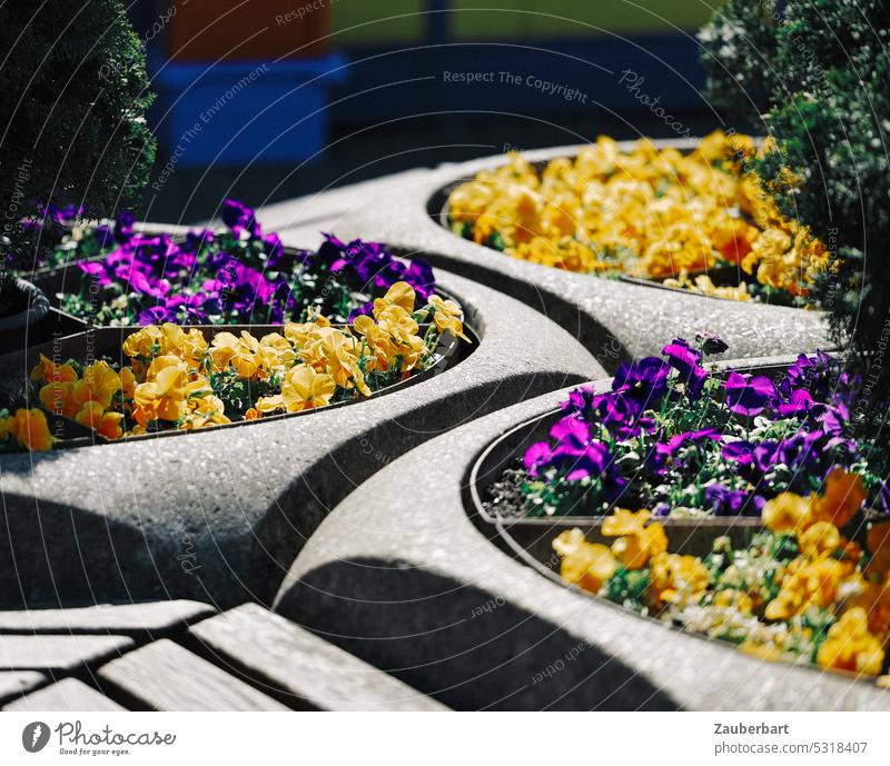 Concrete flower pots with pansies in yellow and purple form line pattern in the sun flower tub Pansy Pattern lines Yellow Sun Shadow sunny urban flowers