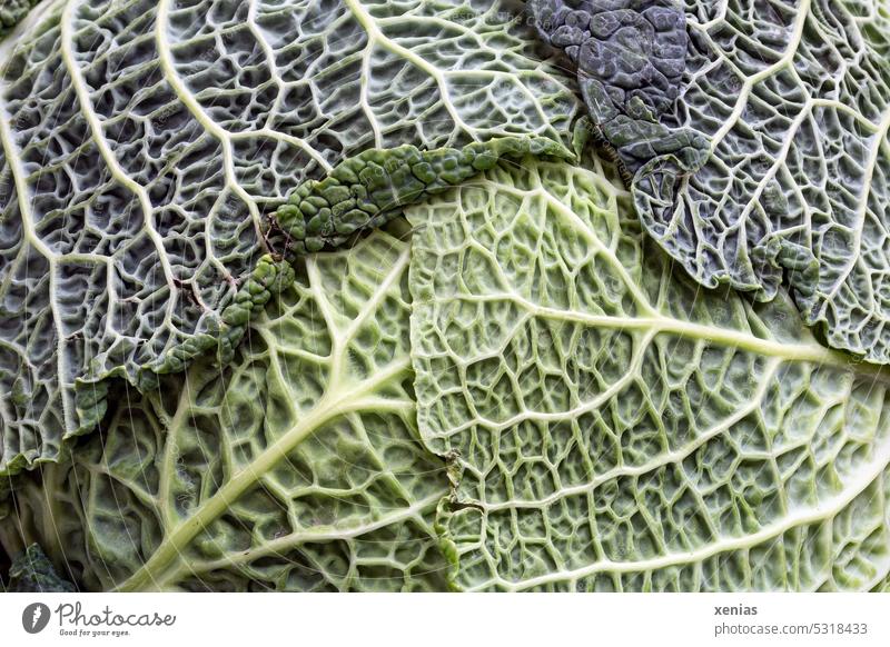 Close up green savoy cabbage leaves Vegetable Savoy cabbage structure Green Nutrition Food Vegetarian diet Organic produce Fresh Healthy Eating Food photograph