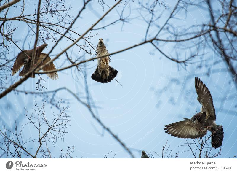 Three pigeons seen from low angle through branches on a tree animals birds dove feather outdoors nature fly flying trees wings