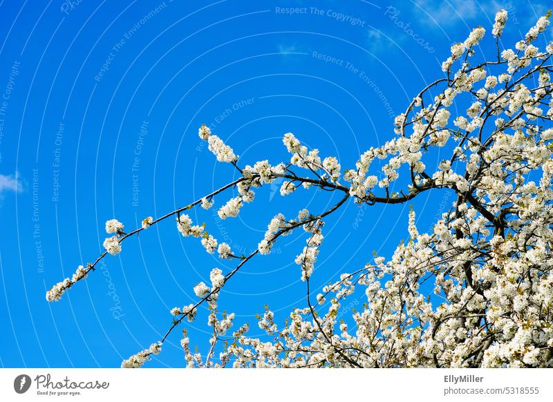 Blue sky with white cherry blossoms Cherry blossom Spring Blossom Nature Blossoming Tree Cherry tree Spring fever Fragrance Colour photo Beautiful weather Sky