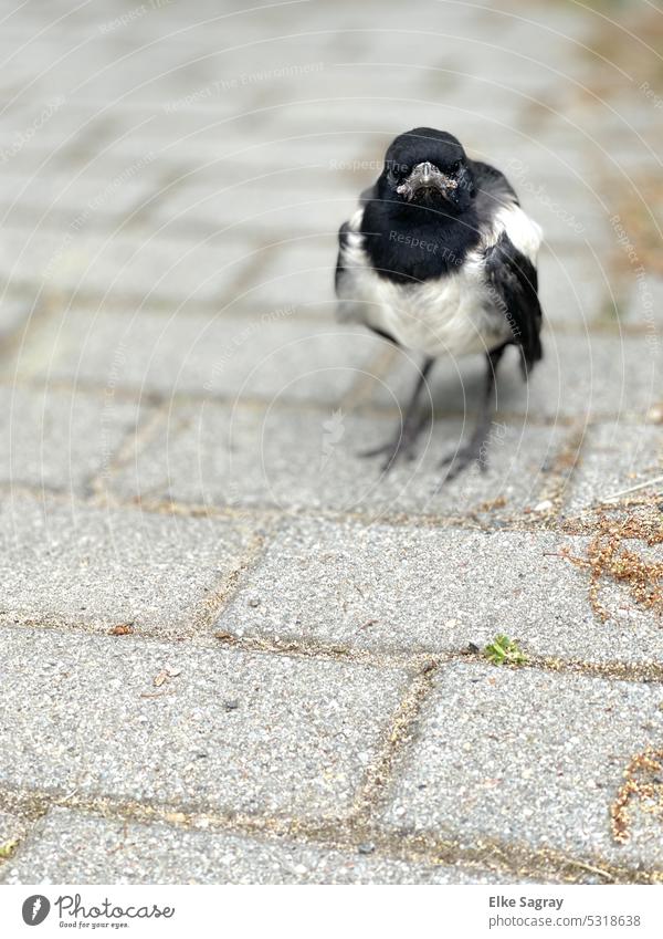 Magpie chick alone on the street Bird Chick Baby animal Colour photo Animal portrait Deserted Shallow depth of field Small Exterior shot Cute Copy Space top