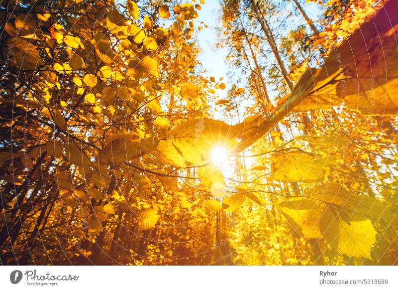 Happy Autumn Season. Rich And Saturation Colors. Bright Autumn Forest During Beautiful Sunset Evening. Sun Sunlight Through Woods And Trees In Autumn Forest Landscape. Sunbeams Autumn Forest