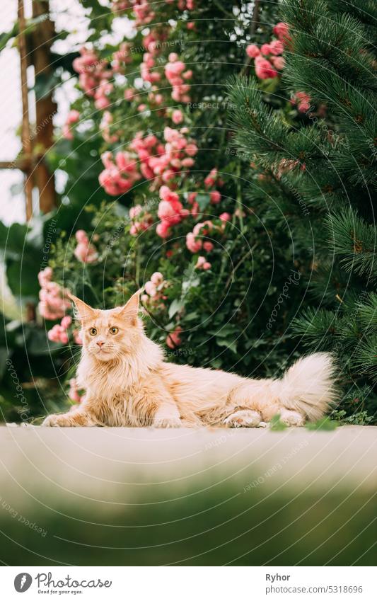 Playful Curious Funny Cute Maine Coon Cat With Bright Light-red Cream Solid Fur Color Lies On Walkway On Flower Background. Pets On Walk. Amazing Pets Pet Coon Cat, Maine Cat, Maine Shag