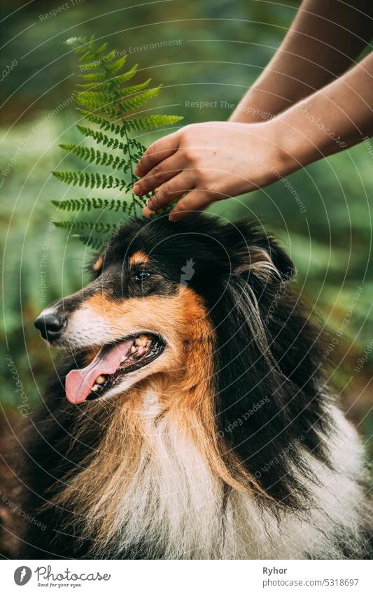 Amazing Playful Tricolour Collie, Funny Scottish Collie, Long-haired Collie, English Collie, Lassie Dog Outdoors In Summer Day In A Coniferous Pine Forest Background. Portrait. Cute Beautiful Collie Posing In Fern Thicket. Black-and-tan And White Fur Color