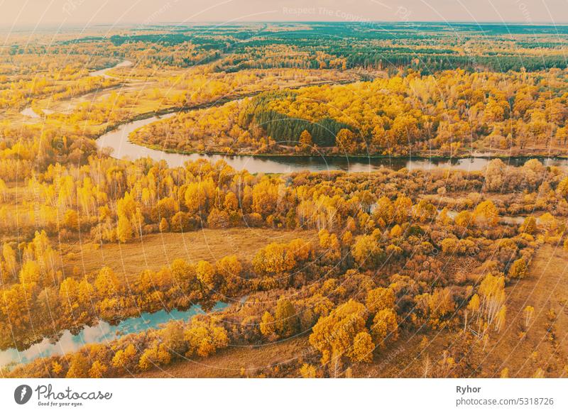 Aerial view yellow forest and river landscape in sunny autumn day. Top view of beautiful european nature from high attitude in autumn season. Drone view. Bird's eye view
