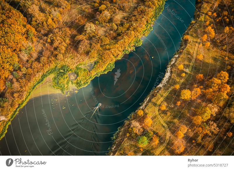 Aerial view of yellow forest woods and river marsh bog in autumn landscape. Bird's eye view of marsh bog. Top view of beautiful european nature from high attitude in autumn season. Drone view
