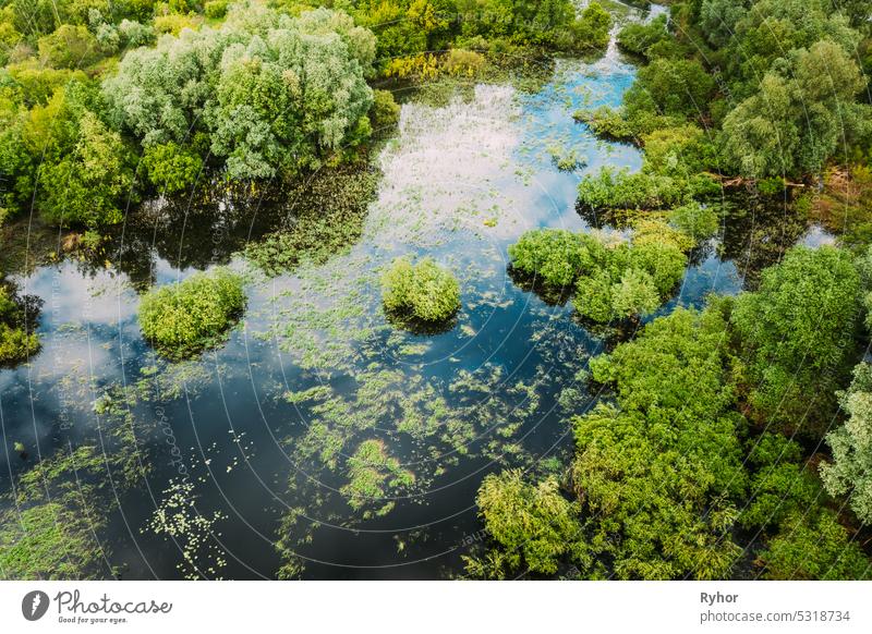 Aerial view of green forest and river marsh landscape in summer. Top view of european nature from high attitude in summer. Bird's eye view. Belarus aerial