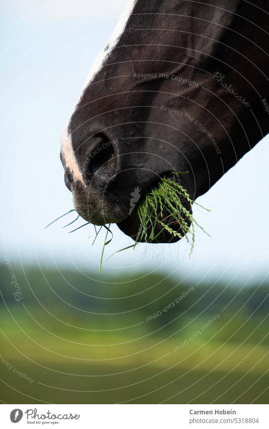 Part of horse head with grass in mouth in background blurred green meadow Horse horses Horse's head Horse nose pale horse mouth Muzzle Mammal Nature Close-up