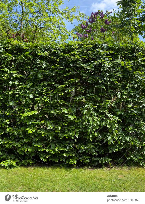 Dense beech hedge obscures the view of the garden behind it Hedge Garden Beech tree leaves dense green Green lilac sight Boundary Gardening Horticulture