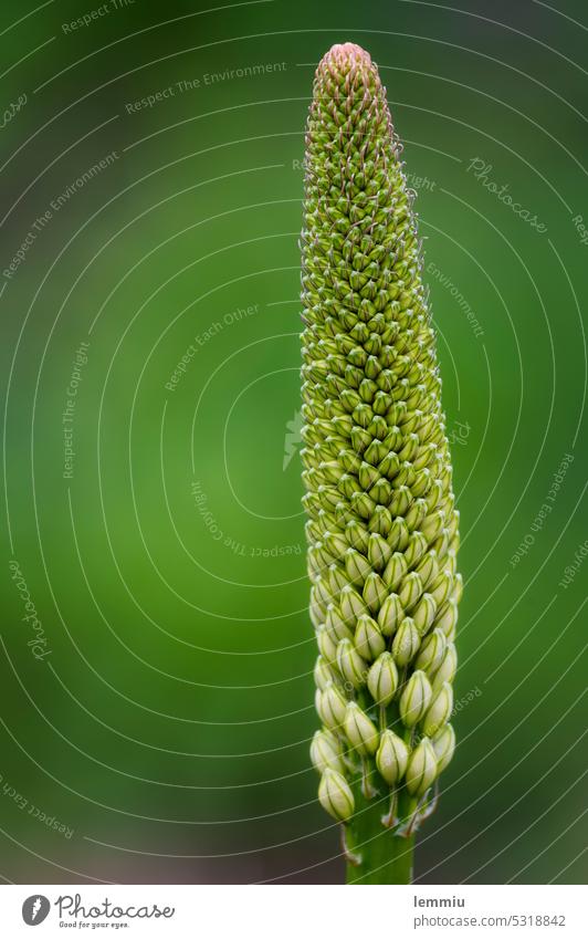 Steppe candle before flowering Eremurus robustus Foxtail lily Macro (Extreme close-up) Close-up Blossom Flower Plant Nature Spring Detail Colour photo
