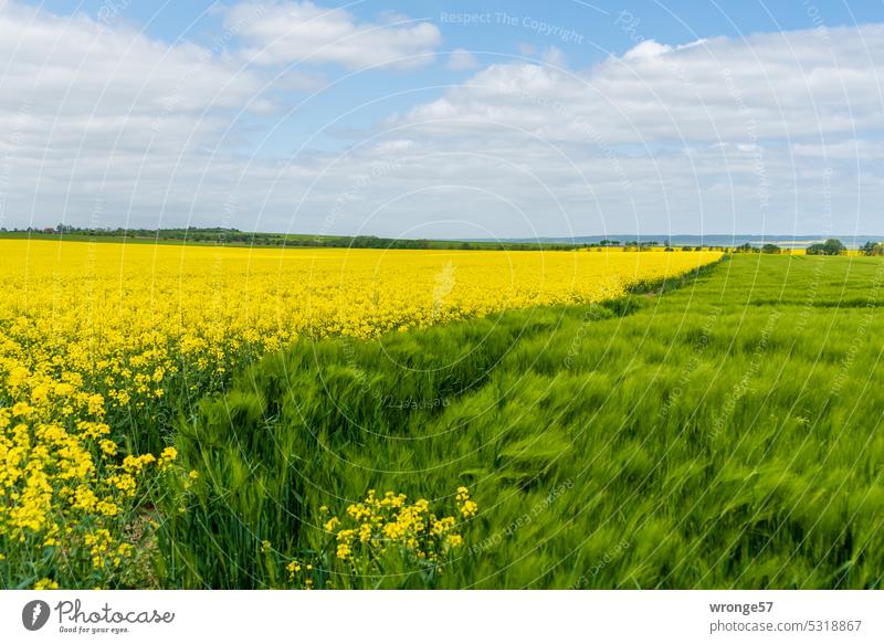 Yellow flowering rapeseed and a green grain field side by side Canola Oilseed rape flower Canola field Field Agriculture Agricultural crop